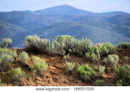 Sagebrush with mountains beyond taken in the rural Great Basin Desert