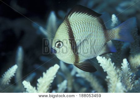 A Reticulated Damselfish, (Dascyllus reticulatus) swims near coral branches at the Kwajalein Atoll in the Pacific