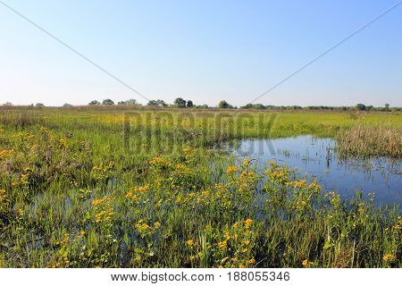 Wet meadow with marsh marigolds. Spring landscape