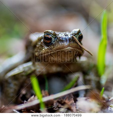 frog perspective of a little green frog