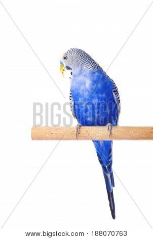 Budgie blue, isolated on white background. Budgerigar close-up
