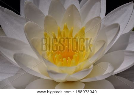 Yellow Nelumbonaceae flower forming a flower background
