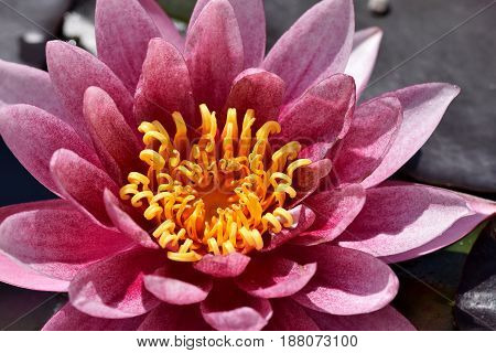 Purple Nelumbonaceae flower forming a flower background