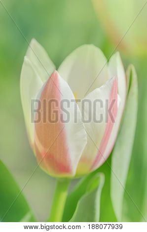 Tulips Growing In The Garden