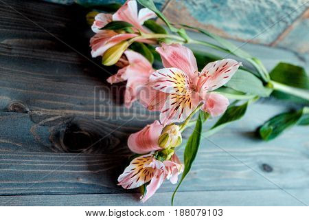 a few flowers Alstroemeria pink flowers with spotted petals on a wooden background with a very interesting texture