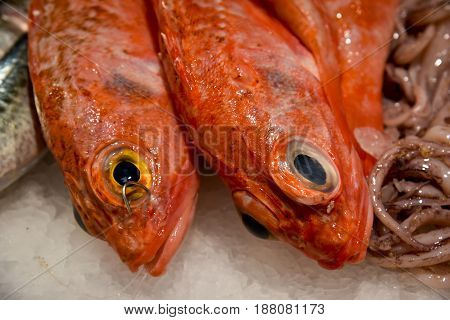 Fresh mullets catch on ice, displayed for sale at a local market .