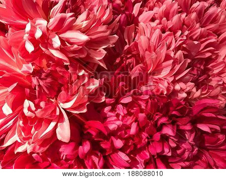Pattern of pink Dendranthemum grandifflora background and texture