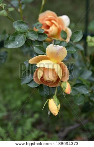 English Rose Pat Austin in the garden
