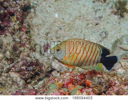 Blacktail Anglefish ( Centropyge Eibli)