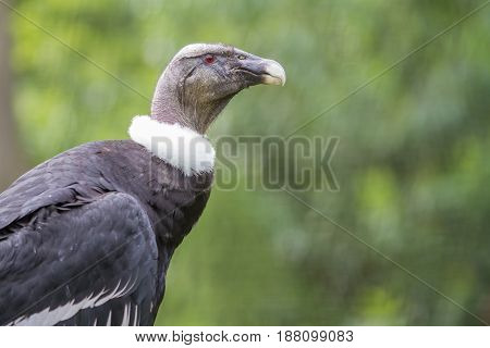 Andean condor in the wild nature looking around