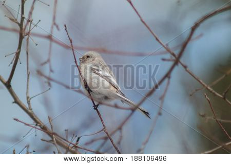 Uragus Bullfinch Sits On A Branch Of A Bush