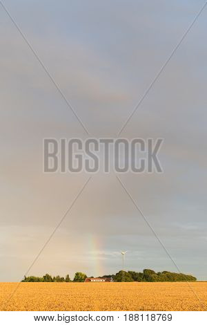 typical danish agricultural landscape with a rainbow over a wheat field