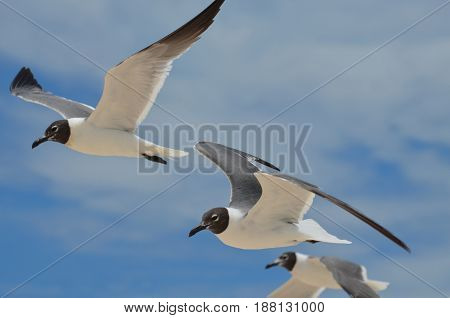 Three black and white laughing gulls in the blue skies.