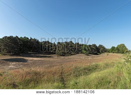 Nature conservation area Schwanheimer dune in Frankfurt am Main, Hesse, Germany