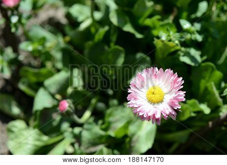 A Small Flower Of An Aster In A Garden Close Up