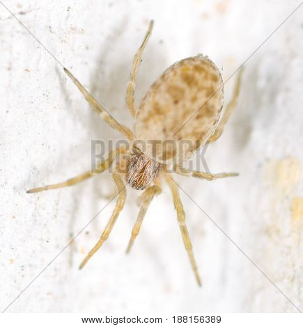 A spider on a white wall. macro