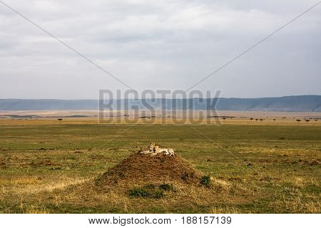 The family of cheetahs is watching. Hills of Serengeti, Africa