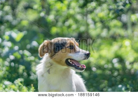 portrait of happy outbred dog on a street at sunny summer day. outdoor shot with green trees on background. side view