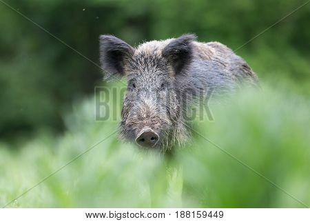 Wild Boar Walking On Meadow