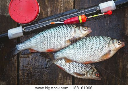 Catch from fresh river fish a can of bait and a float rod. On a wooden background