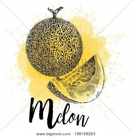 Vector illustration of a melon in hand drawn graphics. The fruit is depicted on a yellow watercolor background. Design for packing or restaurant menu