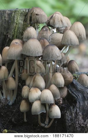 Coprinus micaceus mushroom in old stump close up
