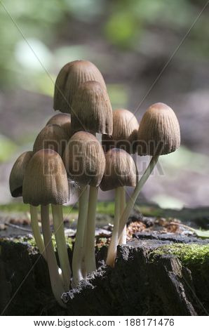 Coprinus micaceus mushroom in old stump close up