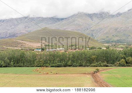 A farm landscape near Matjiesrivier with the Swartberg covered in clouds in the back