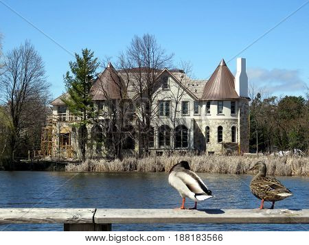 Ducks on the bank of Oakbank Pond in Thornhill Canada April 17 2017