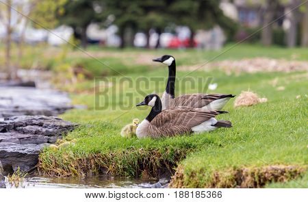 Canada geese protecting their goslings in a park in Quebec, Canada. These geese protect their young aggressively and make very good parents.
