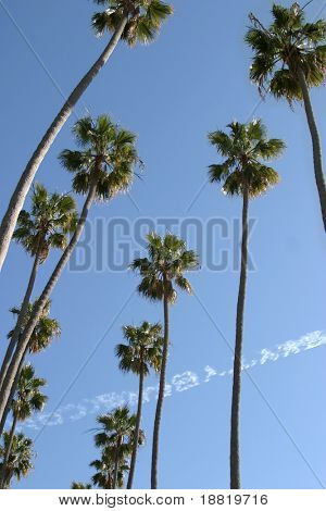 Palmen in Kalifornien