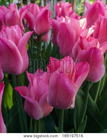 Pink Tulips Outside In Parks And Farms