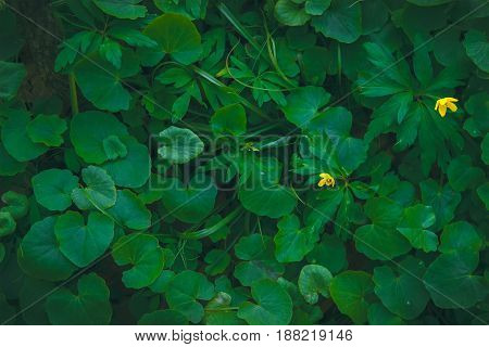 Shiny green foliage from wild ginger plants, Asarum europaeum