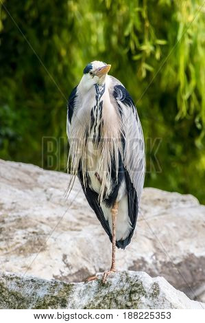 Common Crane Bird Standing On Rock Waiting For Fish