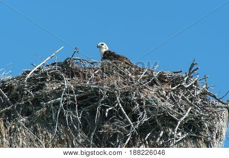 Eagle In The Nest At Isla De Los Pajaros