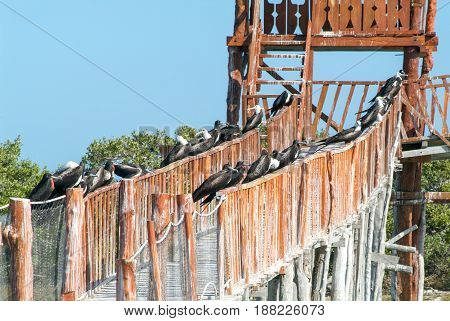 Frigate Birds Male And Female