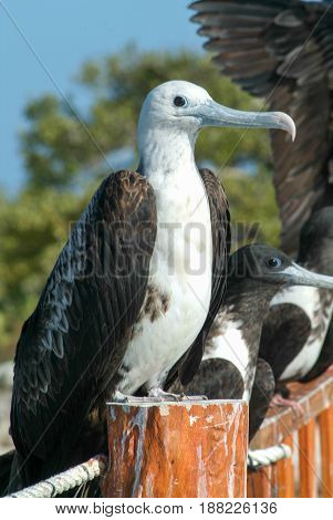 Frigate Birds Male And Female