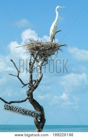 White Gauze On The Nest At Isla De Los Pajaros