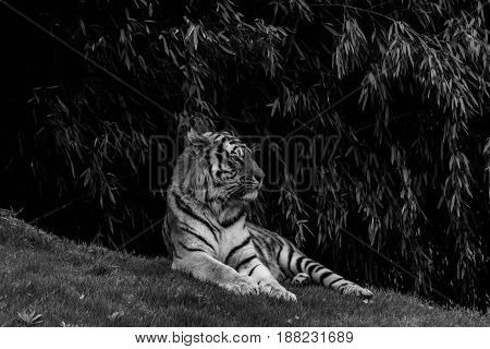 The Queen in black and white wildlife reserve