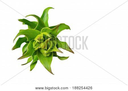Fritillaria imperialis or rather nasty buds close-up isolated on the white background