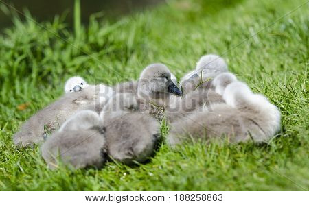 A small group of cygnets on the grass next to a river. A family of cygnets sleeping .They are not more than 6 days old
