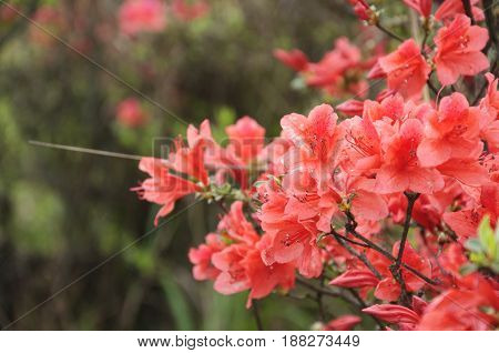 The blossoming azalea flowers closeup in summer