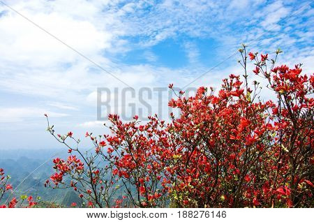 Blossoming azalea flowers with blue sky in summer