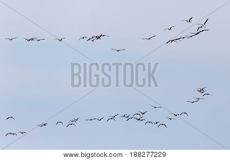 a flock of birds in the sky .