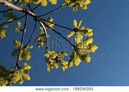 green oak leaves in the bluo sky