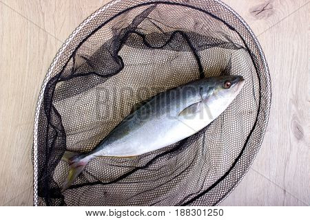 Fish Caught In The Net
