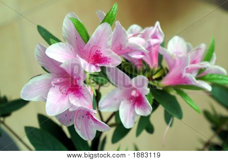 Azaleas çiçek şube