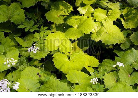 Big Green Burdock In A Forest