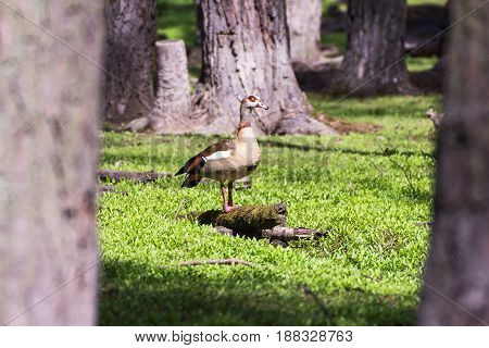 beautiful Nil goose, on a branch in a wildpark