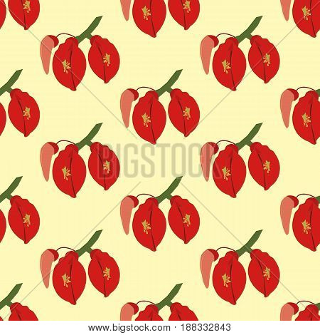 Erythrina flowering plant pattern on the yellow background. Vector illustration
